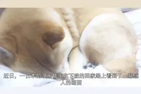日本网友见到雨中的柴犬，主动上前撑伞挡雨，路人做成感人漫画视频封面