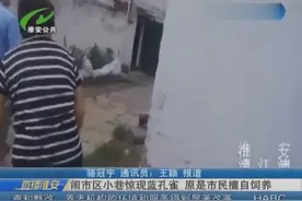 闹市区小巷惊现蓝孔雀 原是市民擅自饲养视频封面