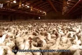 老外发明抓鸡神器，抓鸡比收菜还简单视频封面