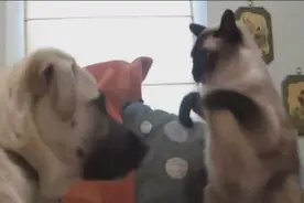 记住，家里千万不能同时养猫和狗！