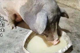 农村姑娘的母猪生的猪崽越来越少了，是什么原因，希望大家留言视频封面