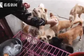 女子7年养近400条流浪狗 力不从心盼“援手”但从未后悔图片