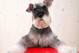 雪纳瑞毛褪色了怎么办？什么原因？图片