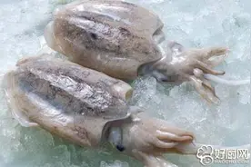 墨鱼的民间传说图片