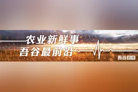 水稻出现筒状叶，是什么原因，怎样缓解？图片