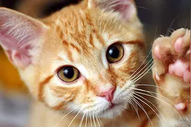 为何猫咪前爪有5个爪子，后爪只有4个呢？