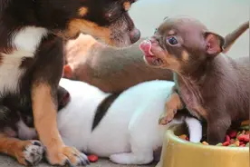 把狗粮放碗里，为何狗狗会叼到其他地方再吃？这下长见识了