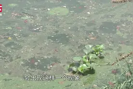 河中突现绿色漂浮物绵延几公里，水务局：蓝藻水华现象视频封面