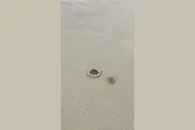 看看️螃蟹是咋样挖洞的哈哈抖音小助手