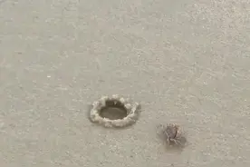 看看️螃蟹是咋样挖洞的哈哈抖音小助手