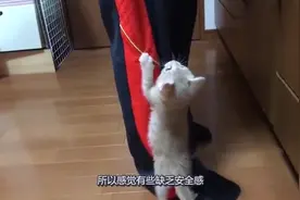 主人半夜上厕所，把猫咪从梦中惊醒，鼓腮叉腰的样子瞬间被萌翻