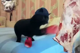 给猫咪带上拳击手套，猫咪成功化身拳击手，见到谁都想打几拳