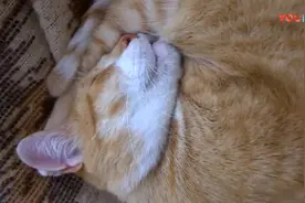 贪吃橘猫吃饱就睡，越长越胖