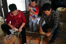 农村是怎么剥玉米粒的？老土的办法半天也能磨出几百斤，小孩也会