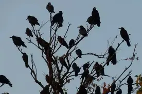 这该死的北海道乌鸦图片