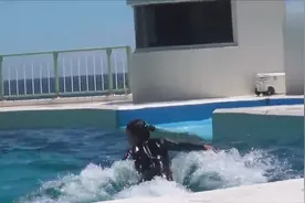 德国水族馆里的鲸鱼精彩表演