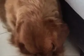 弹壳傻得可爱～昨天直播了的！不知道为啥很多人没看到 弹总日常 布丁 卿 余生太长视频封面