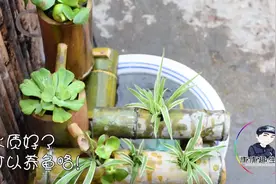 不花一分钱，养鱼全靠它！利用竹子 巧妙制作个天然生态过滤系统