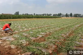 西安遭遇冰雹袭击，400亩西瓜被砸毁图片