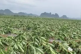 寒潮致广西大面积香蕉林受灾 蕉农有点＂焦急＂图片