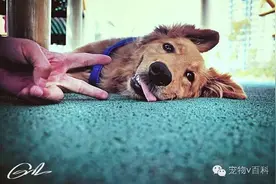 好死不如赖活——狗狗装死训练图片