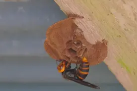 马蜂是怎样筑巢的？不仅牢固还有艺术范，简直就是建筑大师！视频封面