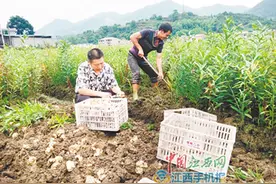 万载县白水乡：农民采收龙牙百合图片