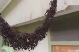 百万蚂蚁搭U型“悬空桥”，全体进攻黄蜂巢穴，场面惊人！