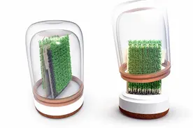 糙汉也会打理的豆芽机图片