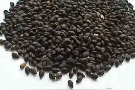 黑苦荞的营养价值图片