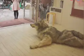 这只“狼”超懒的！趴在日本街头视频封面