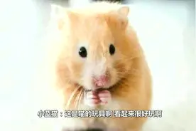 主人买了只仓鼠给猫咪作伴，后面它俩成为了好朋友，太有爱了视频封面