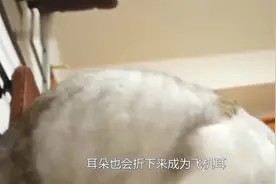 猫咪为何出现飞机耳现象，看完网友解释，长见识了