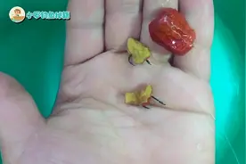 教你用红枣制作一款钓鱼饵料，非常的好用！