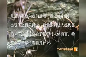 广南：居民家井中出现“怪虫”？原是蟑螂的一个品种-灶马视频封面
