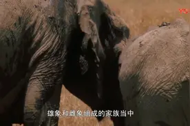 大象能发出人类无法分辨的声音，通过声音能告知哪里有危险视频封面