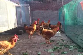 东北红公鸡，4个月能长到12斤，太大了