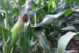 生物酶缓释底施玉米，亩增产300-500斤