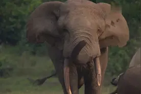 大象为争夺象群配偶权大打出手，誓死要将对方赶走视频封面