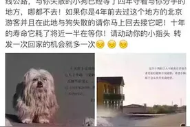 苦等主人4年的狗狗，终于有了好归宿！图片