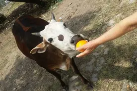 印度印象（长文慎入）图片