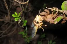 临安山民入夜忙捉知了售价1元/个 5个小时能赚150元图片