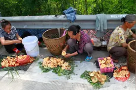 花垣苗乡枞菌多图片