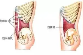 筋膜学说解读图片