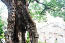 扬州千年唐槐将编制保护规划图片