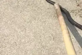 武汉郊区居然有眼镜王蛇视频封面