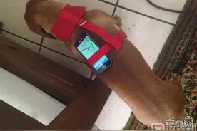 Pokemon go孵蛋技巧 口袋妖怪go外挂般孵蛋绝招图片