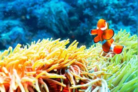 哪里值得潜？零基础浮潜装备、海岛选择&小遗憾图片