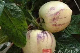 食用人参果的三大功效图片