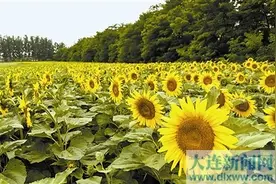 盛开的向日葵装扮乡村图片